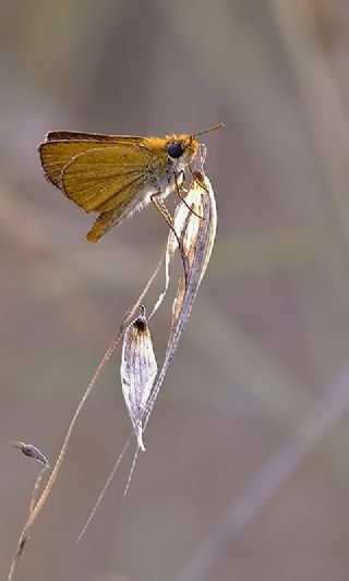 Sar Antenli Zpzp (Thymelicus sylvestris)