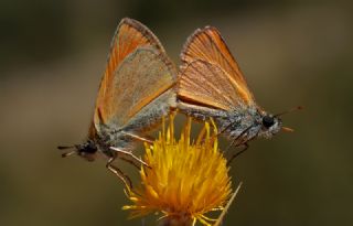 Sar Antenli Zpzp (Thymelicus sylvestris)