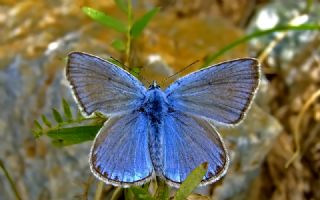 okgzl Amanda (Polyommatus amandus)