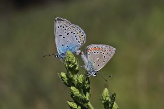 okgzl Amanda (Polyommatus amandus)