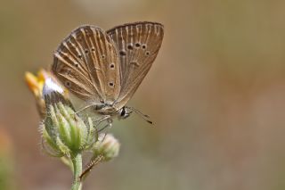 Anormal okgzl (Polyommatus admetus)