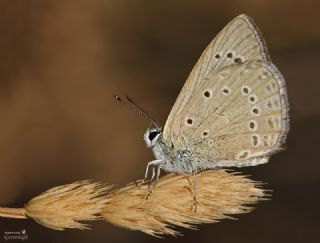 Anormal okgzl (Polyommatus admetus)