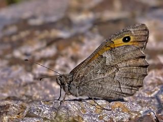 Mersin Kzlmelei (Hipparchia mersina)