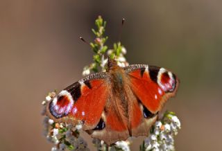 Tavus Kelebei (Inachis io)