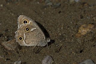 Beyaz Bandl Karamelek (Hipparchia parisatis)