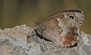 Aa Karamelei (Hipparchia statilinus)