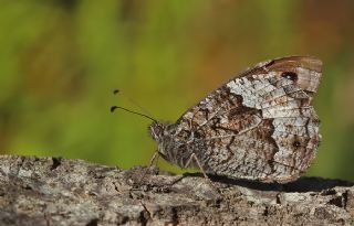 Byk Karamelek (Hipparchia syriaca)