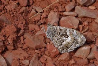 Step Cads (Chazara anthe)