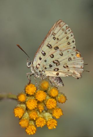 Akdeniz eytanc (Cigaritis cilissa)