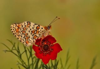 Benekli Byk parhan (Melitaea phoebe)