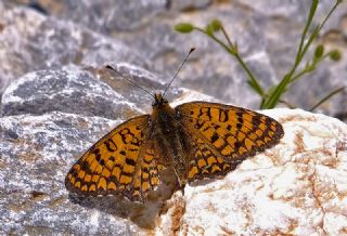 Benekli Byk parhan (Melitaea phoebe)