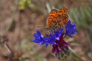 Benekli Byk parhan (Melitaea phoebe)