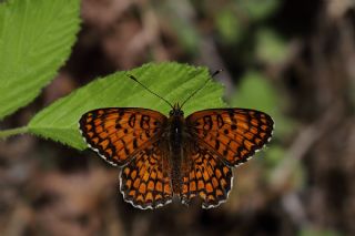 Benekli Byk parhan (Melitaea phoebe)