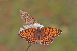 Benekli Byk parhan (Melitaea phoebe)