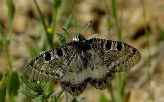 Yalanc Apollo (Archon apollinus)