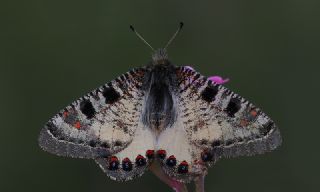 Yalanc Apollo (Archon apollinus)