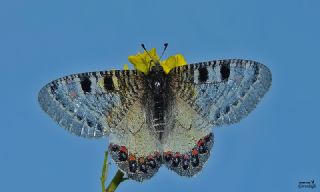 Yalanc Apollo (Archon apollinus)