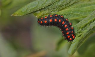 Yalanc Apollo (Archon apollinus)