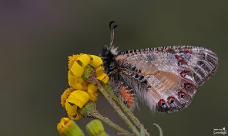 Yalanc Apollo (Archon apollinus)