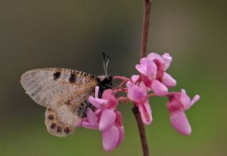 Yalanc Apollo (Archon apollinus)