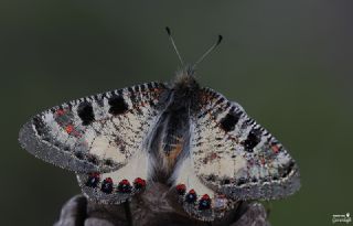 Yalanc Apollo (Archon apollinus)