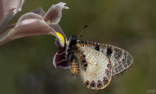 Yalanc Apollo (Archon apollinus)