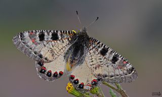 Yalanc Apollo (Archon apollinus)
