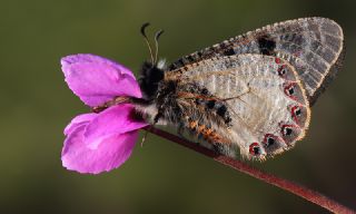 Yalanc Apollo (Archon apollinus)