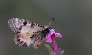 Yalanc Apollo (Archon apollinus)