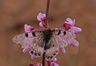 Yalanc Apollo (Archon apollinus)