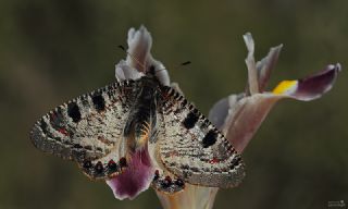 Yalanc Apollo (Archon apollinus)