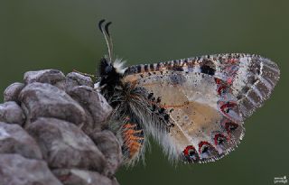 Yalanc Apollo (Archon apollinus)
