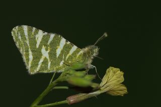 Akdeniz Oyklosu (Euchloe belemia)