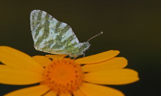 Akdeniz Oyklosu (Euchloe belemia)