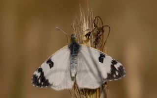 Akdeniz Oyklosu (Euchloe belemia)