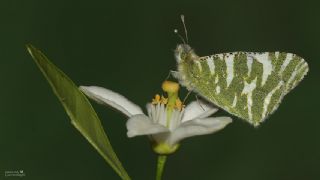 Akdeniz Oyklosu (Euchloe belemia)