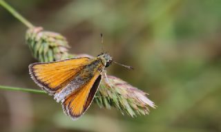 Siyah Antenli Zpzp (Thymelicus lineolus)