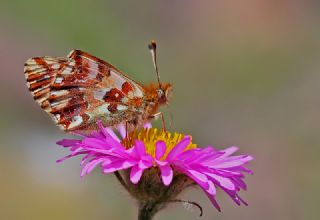 Balkan Meneke Kelebei (Boloria graeca)