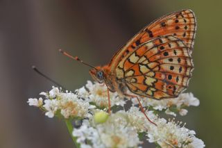 ift Noktal Brentis (Brenthis hecate)