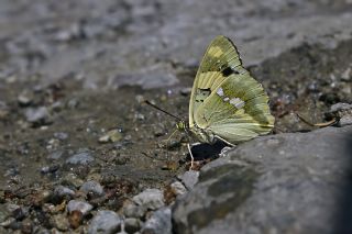ehzade (Euapatura mirza)