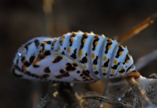 Gzel Nazuum (Euphydryas orientalis)