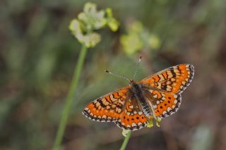 Gzel Nazuum (Euphydryas orientalis)