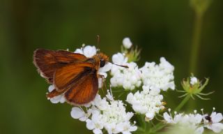 Sar Lekeli Zpzp (Thymelicus acteon)