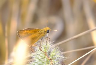 Sar Lekeli Zpzp (Thymelicus acteon)