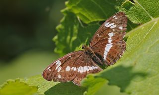 Hanmeli Kelebei (Limenitis camilla)