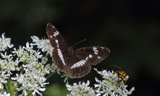 Hanmeli Kelebei (Limenitis camilla)