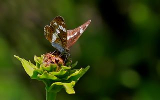 Hanmeli Kelebei (Limenitis camilla)