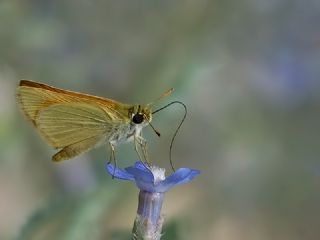 Levantin Z�pz�p�&nbsp;(Thymelicus&nbsp;hyrax)