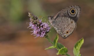 Karagz (Ypthima asterope)