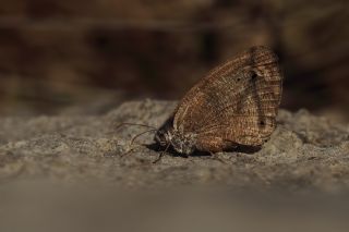 Karagz (Ypthima asterope)